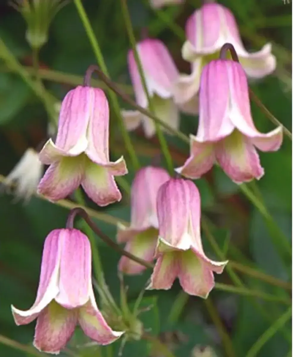 Клематис гибридный Fay