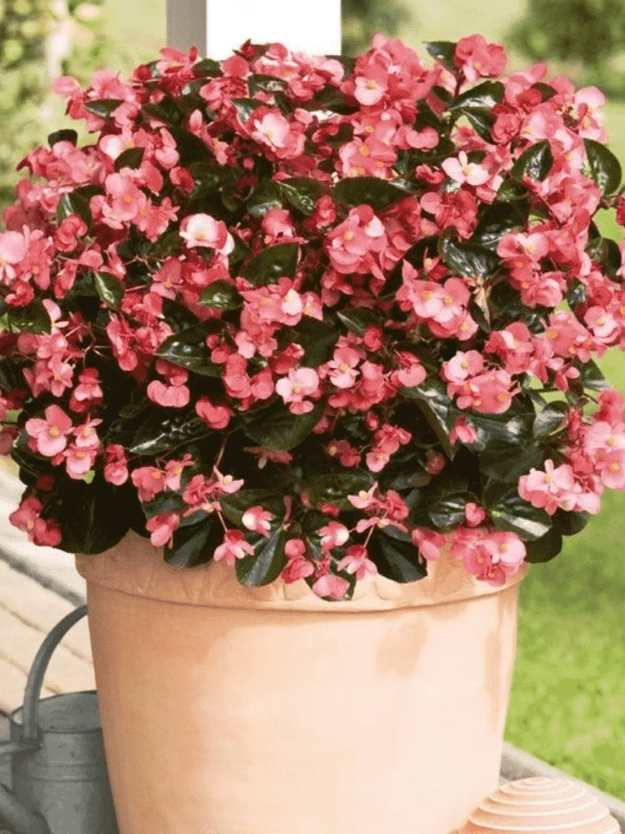 Бегония Big Rose Bronze Leaf