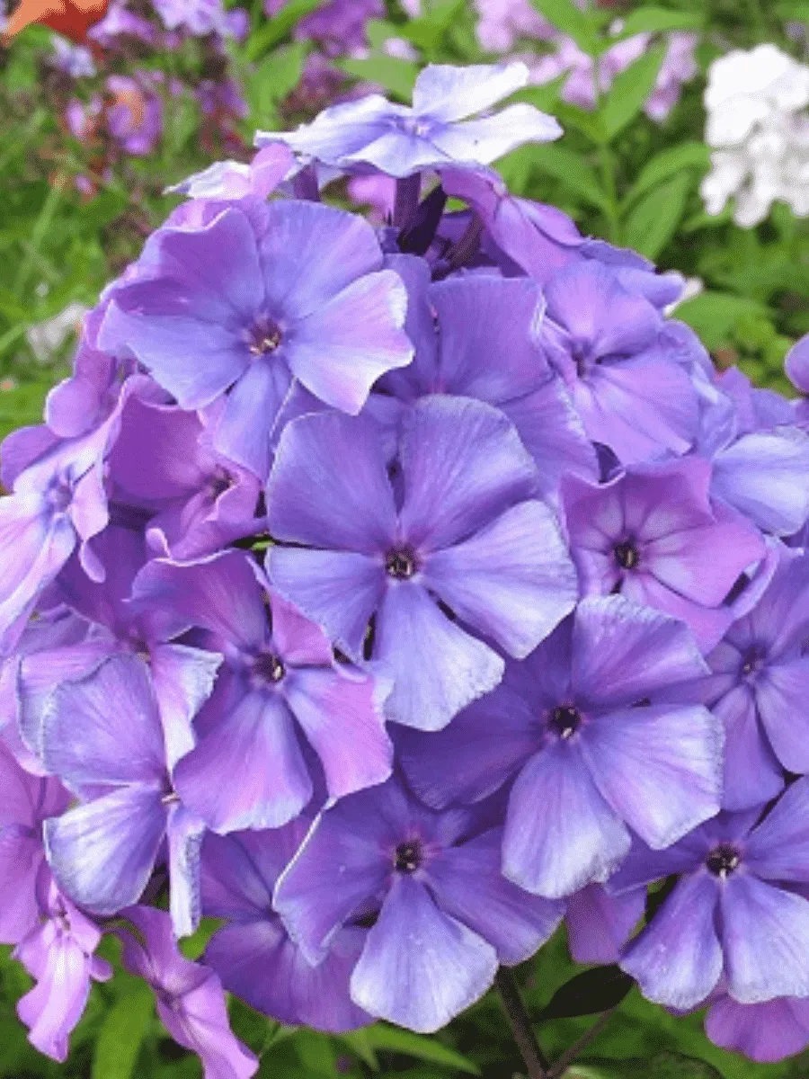 Флокс метельчатый Blue Evening