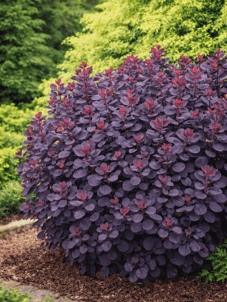 Скумпия кожевенная Royal Purple