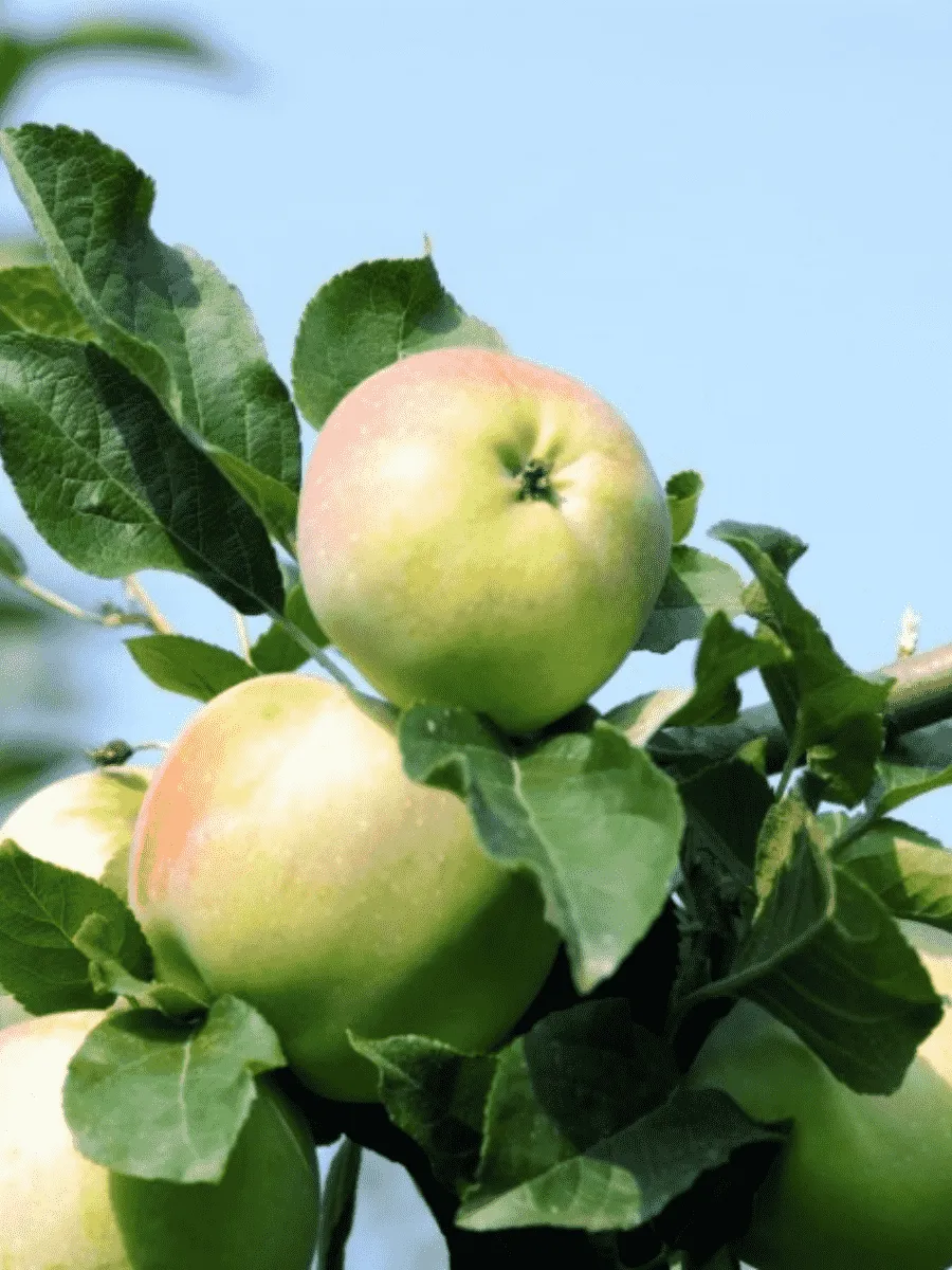 Яблоня Имрус