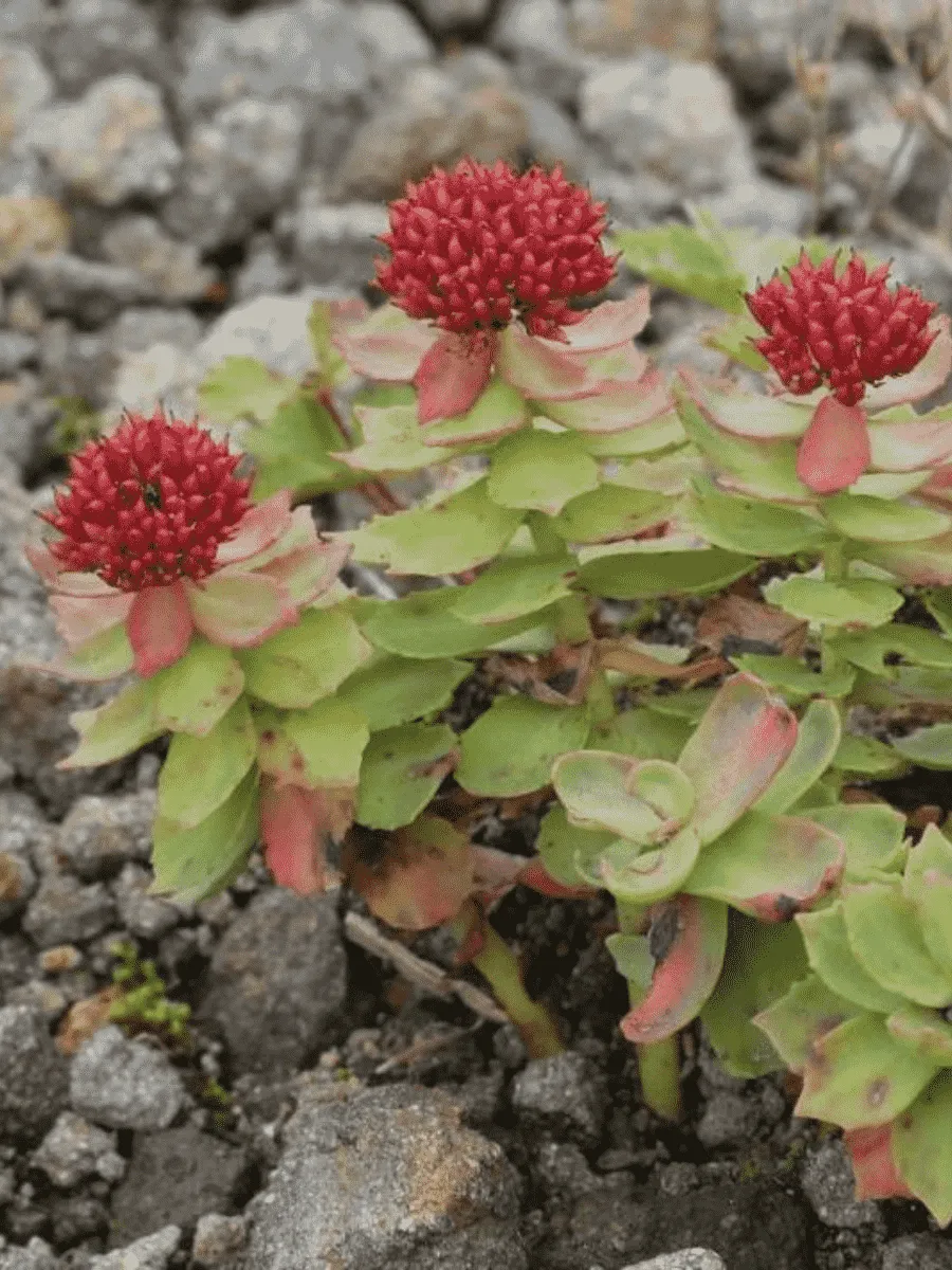 Родиола розовая