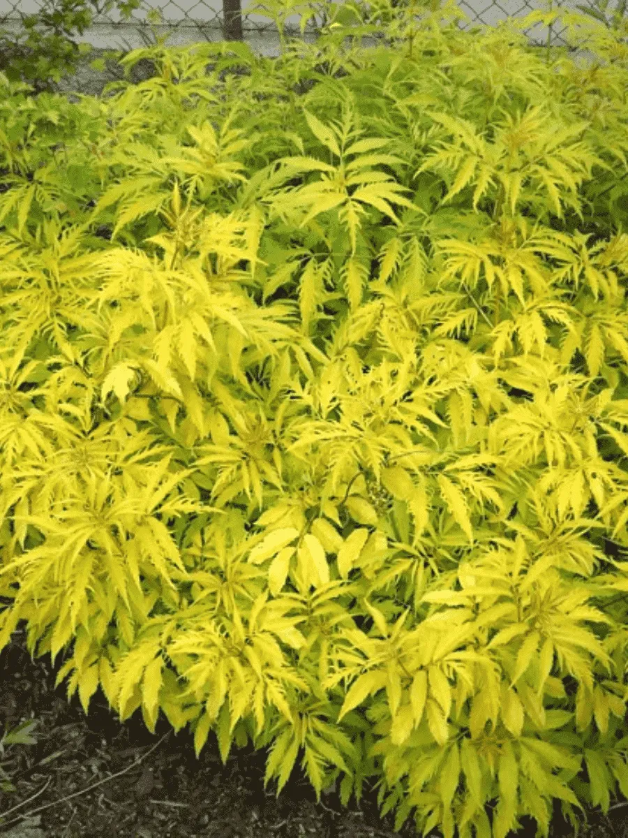 Бузина красная Sutherland Gold Бузина красная Sutherland Gold