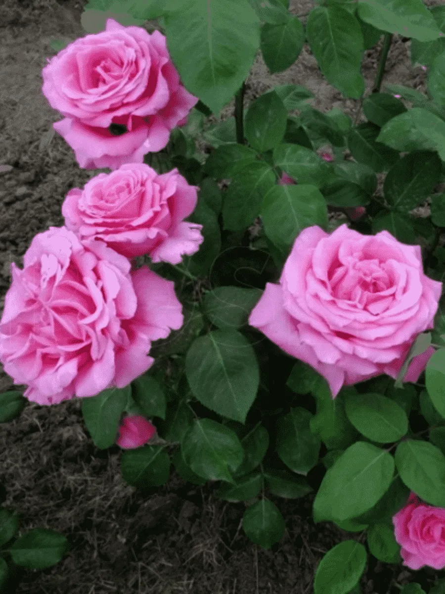 Роза чайно-гибридная Duftrausch