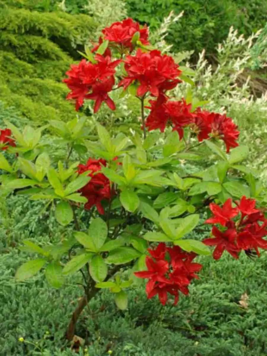 Азалия Nabucco