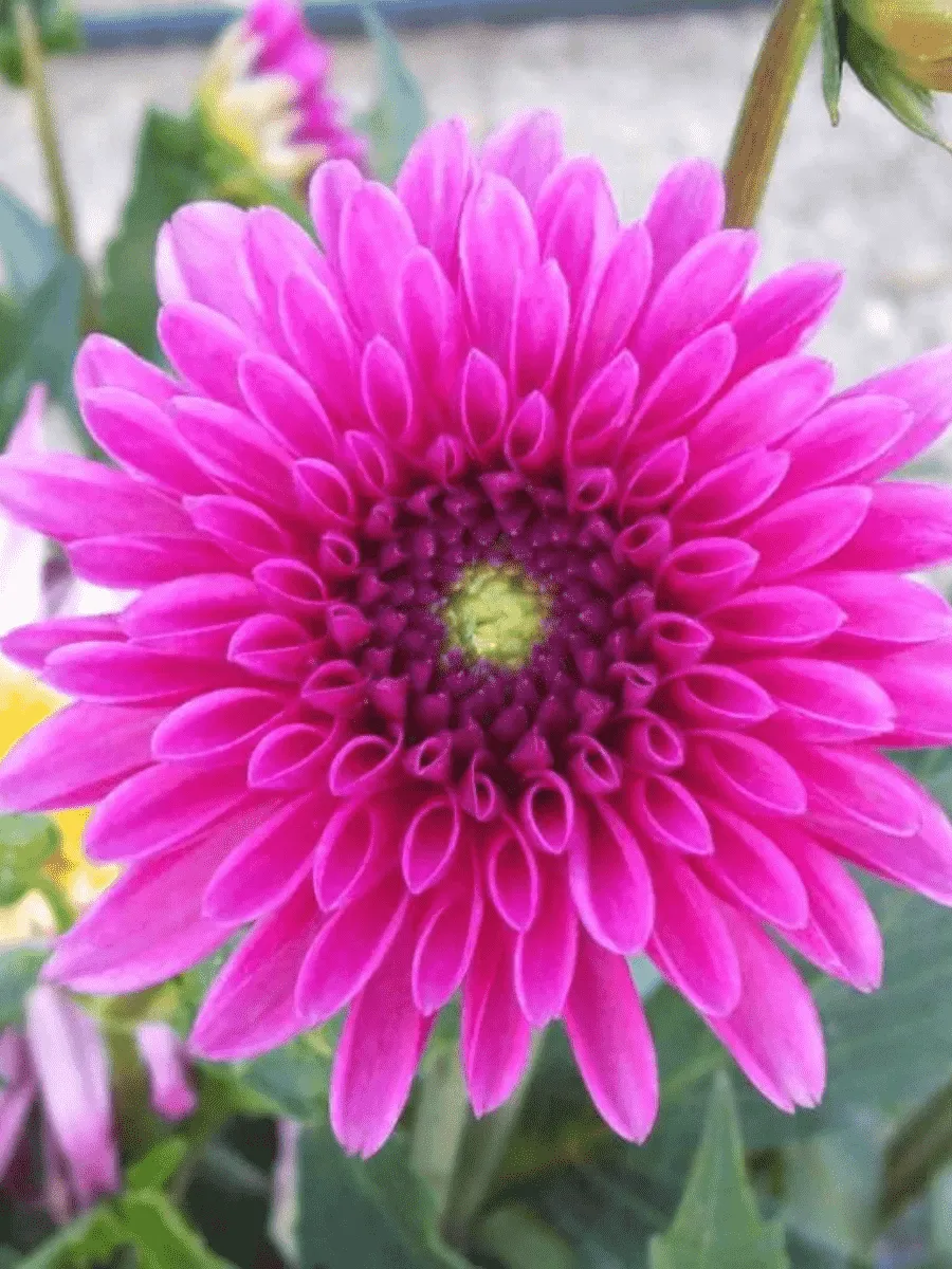 Георгина Cheeky Glow