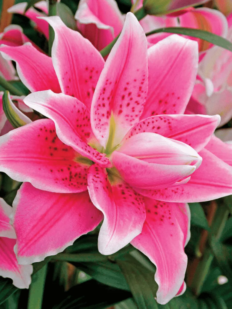 Лилия Roselily Natascha