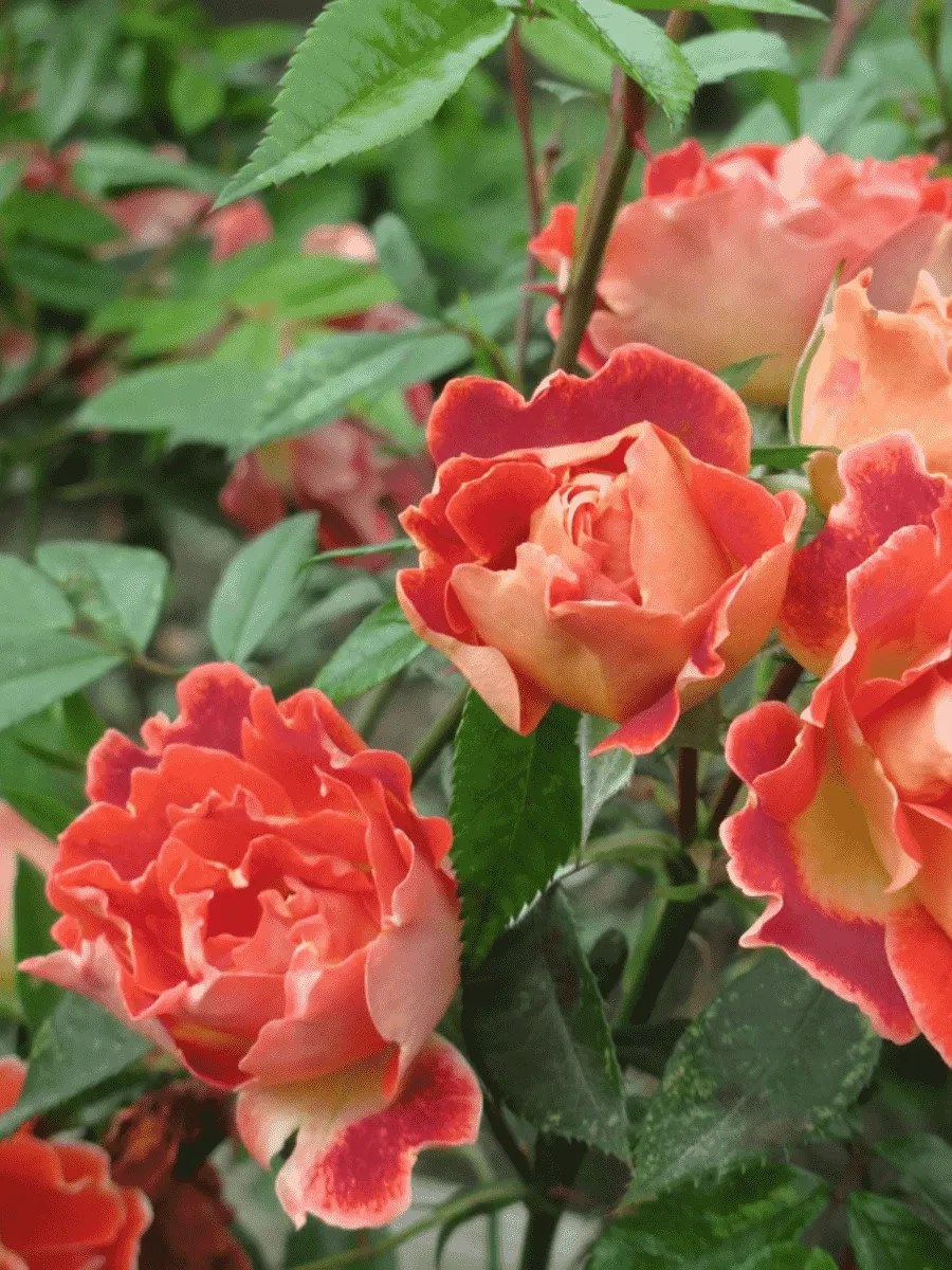 Роза Флорибунда Chocolate Ruffles