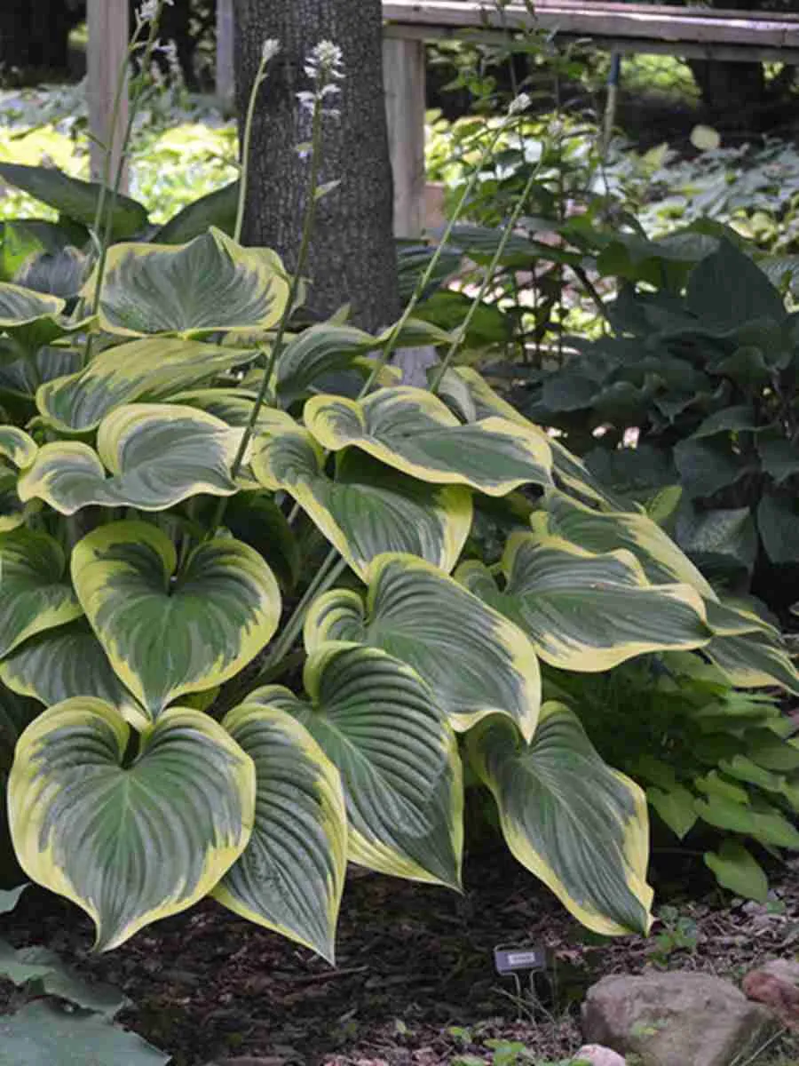 Хоста Final Victory