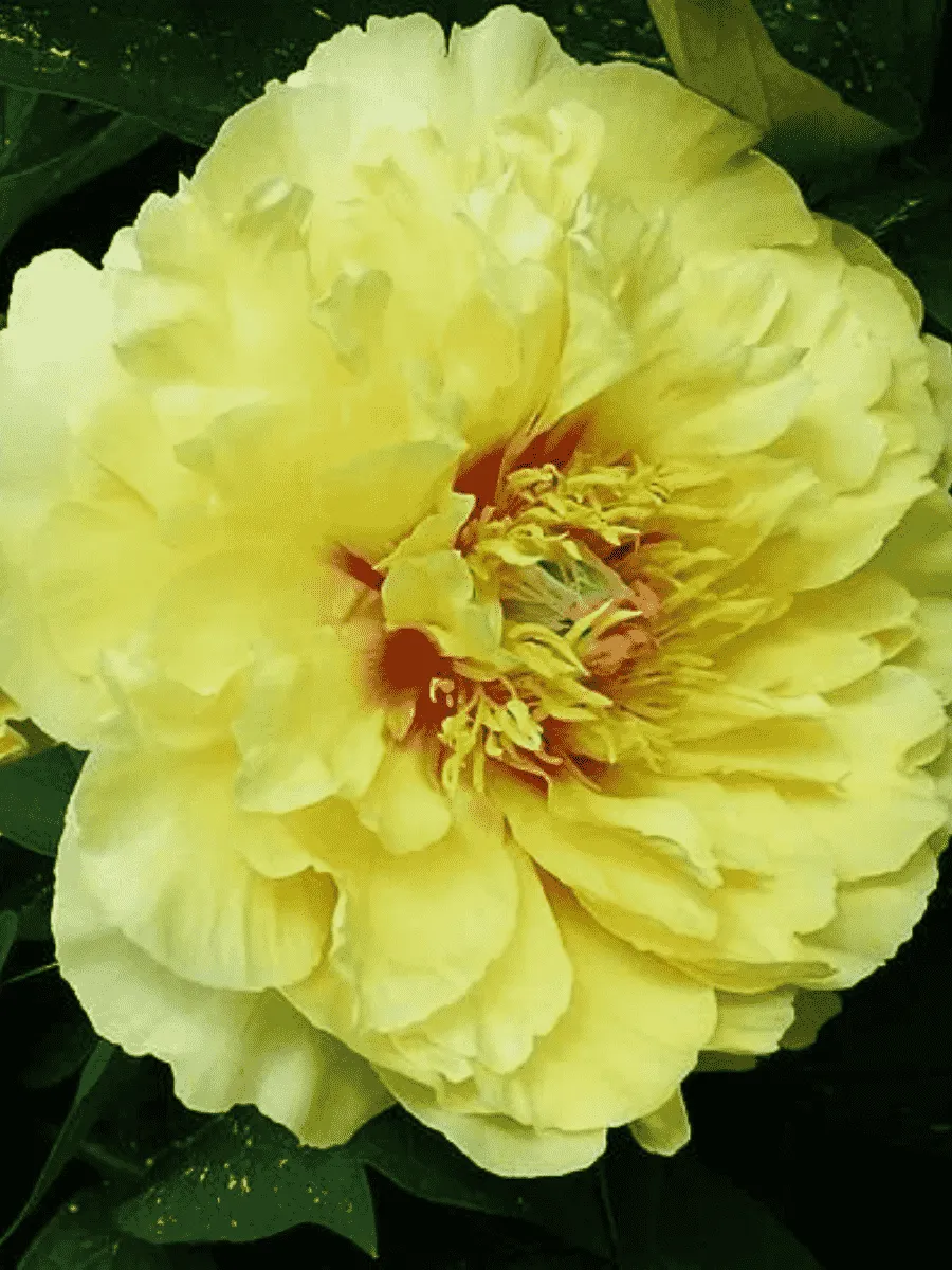 Пион ИТО Garden Treasure