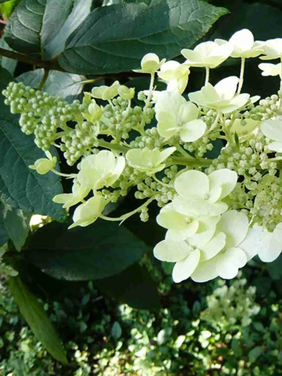 Гортензия метельчатая  Unique Гортензия метельчатая  Unique