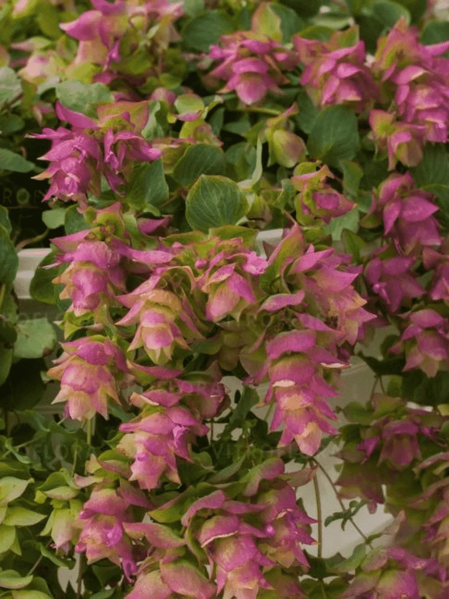 Душица обыкновенная Bellissimo