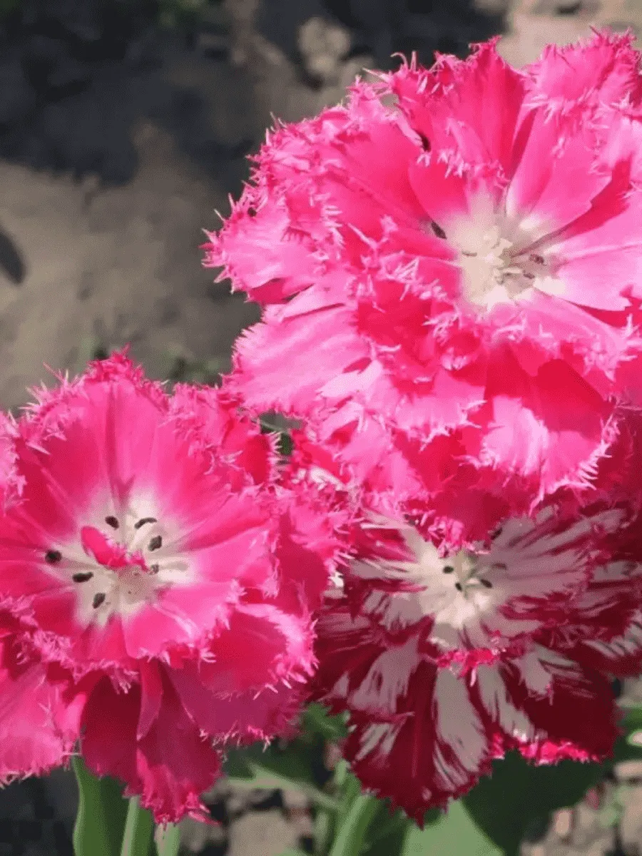 Тюльпан Kingston