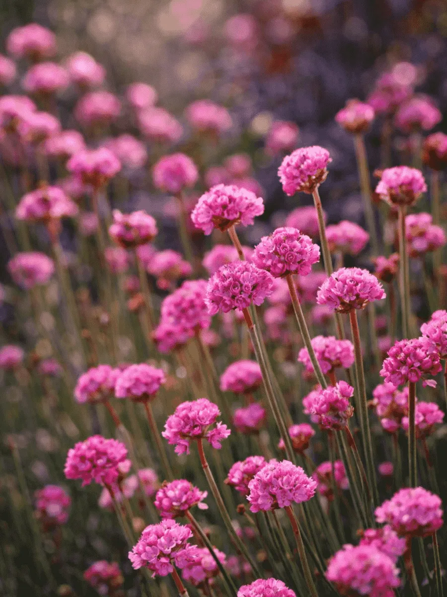 Армерия приморская Rubrifolia