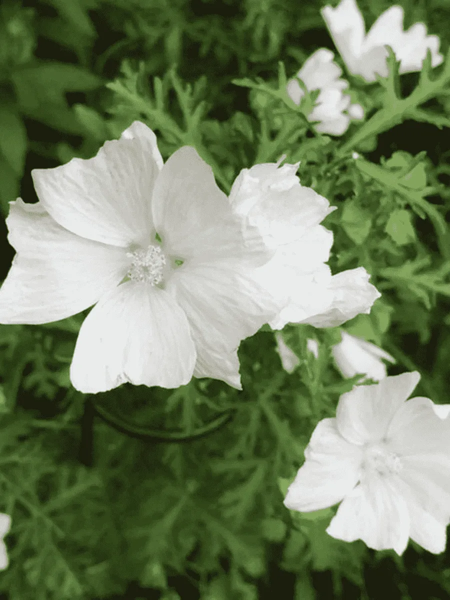 Мальва мускусная Alba