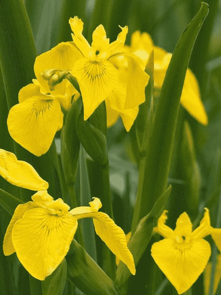 Ирис болотный