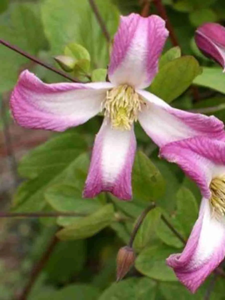 Клематис гибридный Fay