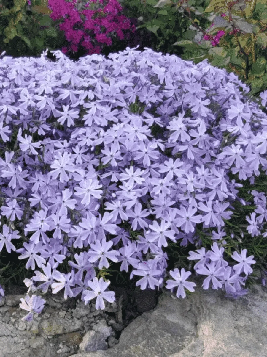 Флокс шиловидный Emerald Cushion Blue