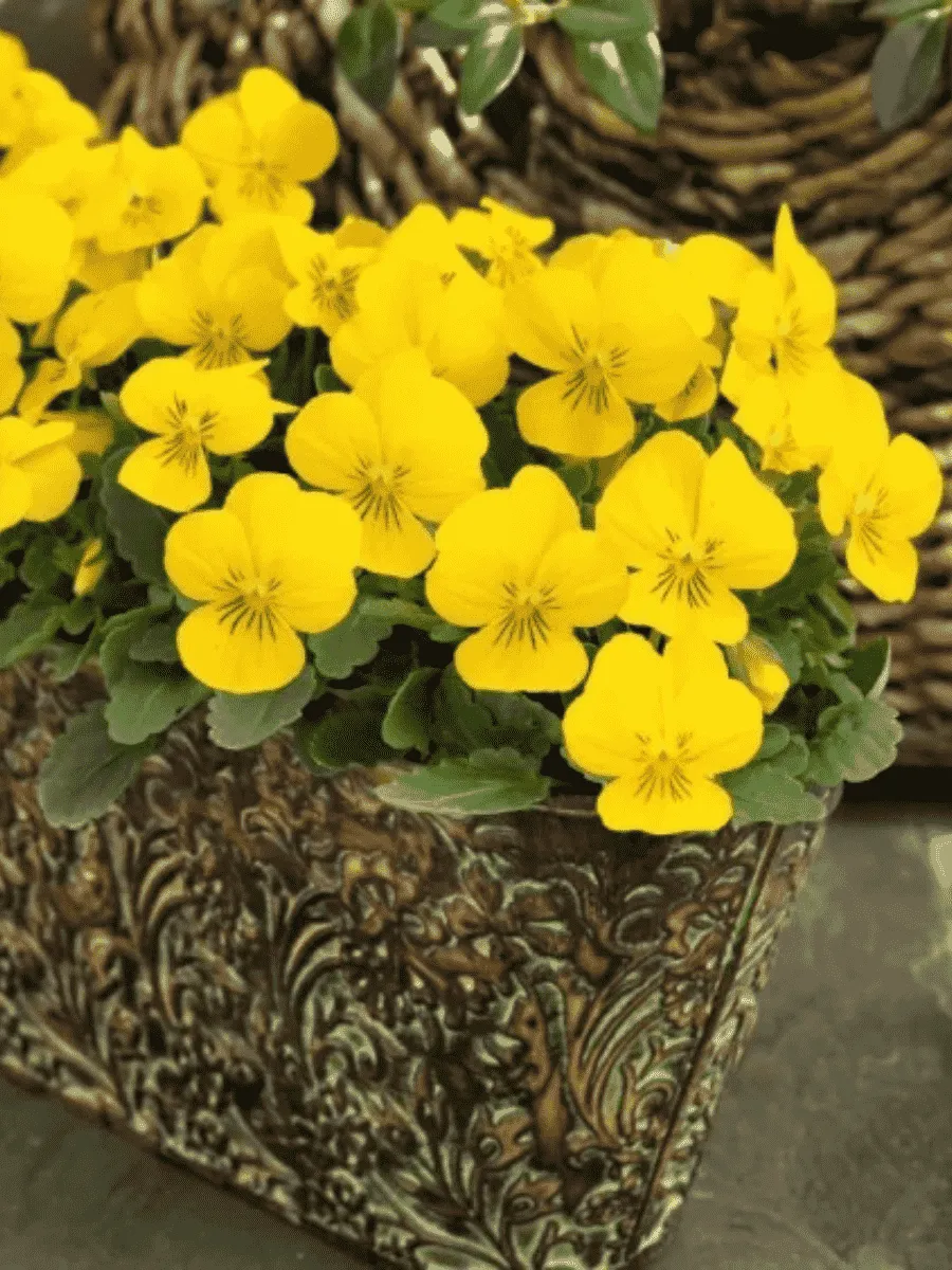 Виола рогатая Yellow Perfection