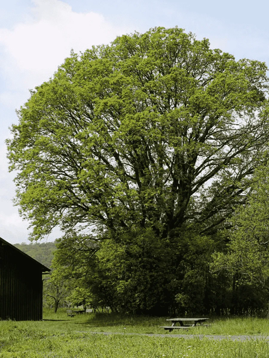 Дуб турецкий Дуб турецкий