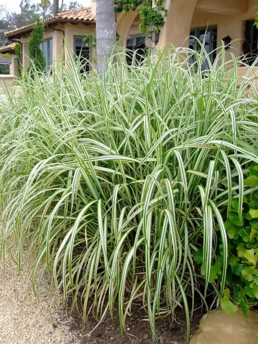 Мискантус китайский Variegatus  Мискантус китайский Variegatus