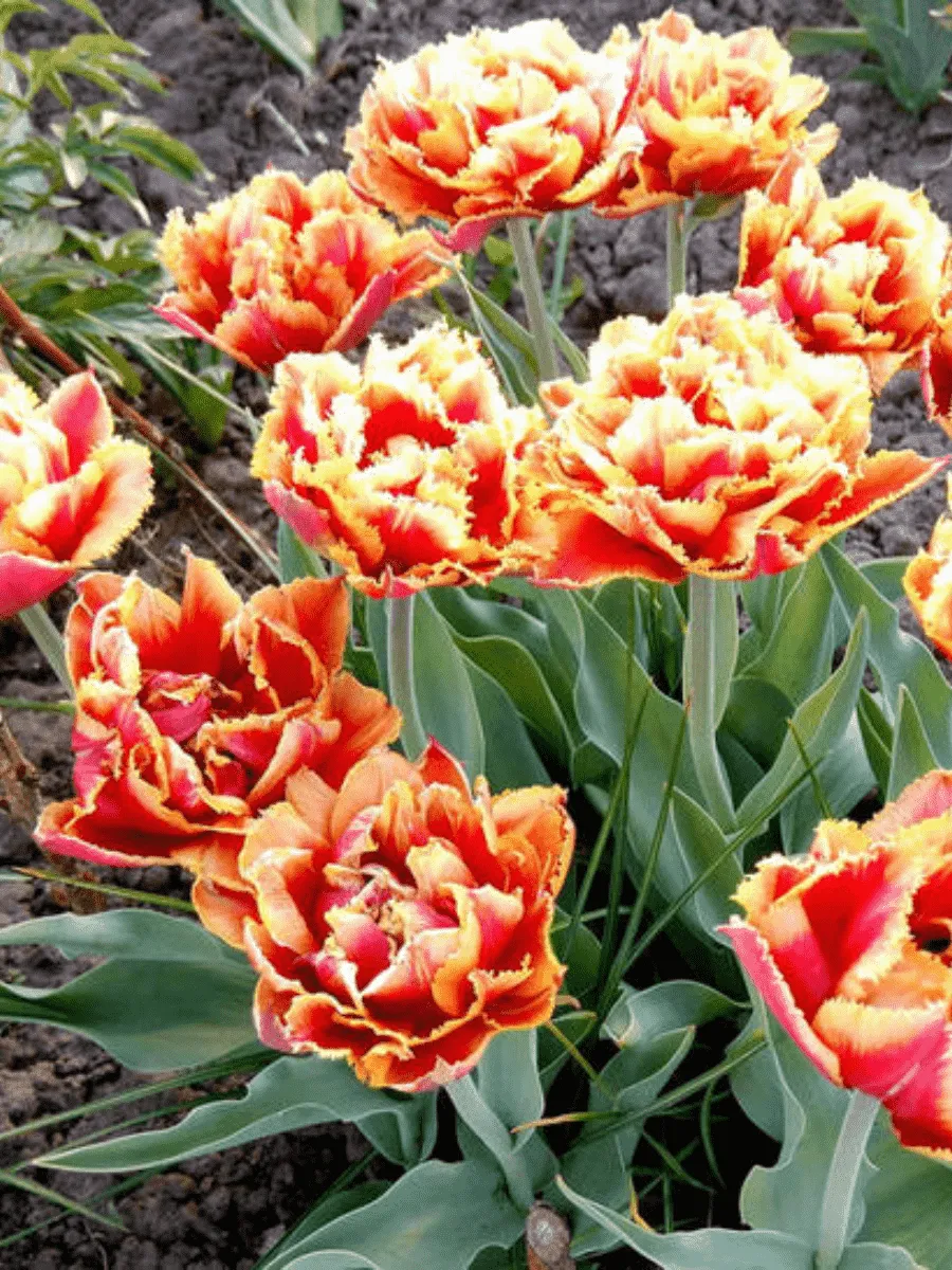 Тюльпан Esprit