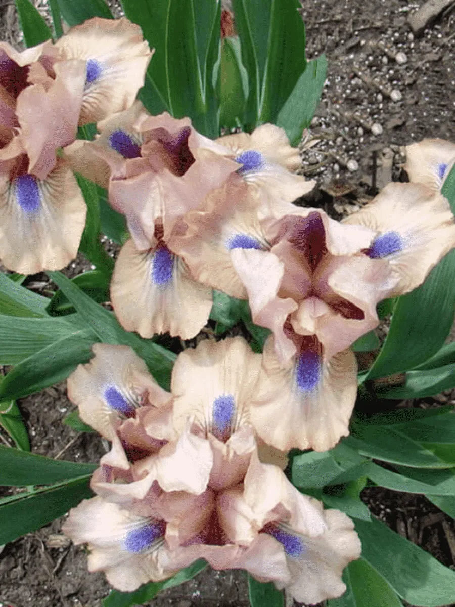 Ирис карликовый Chanted