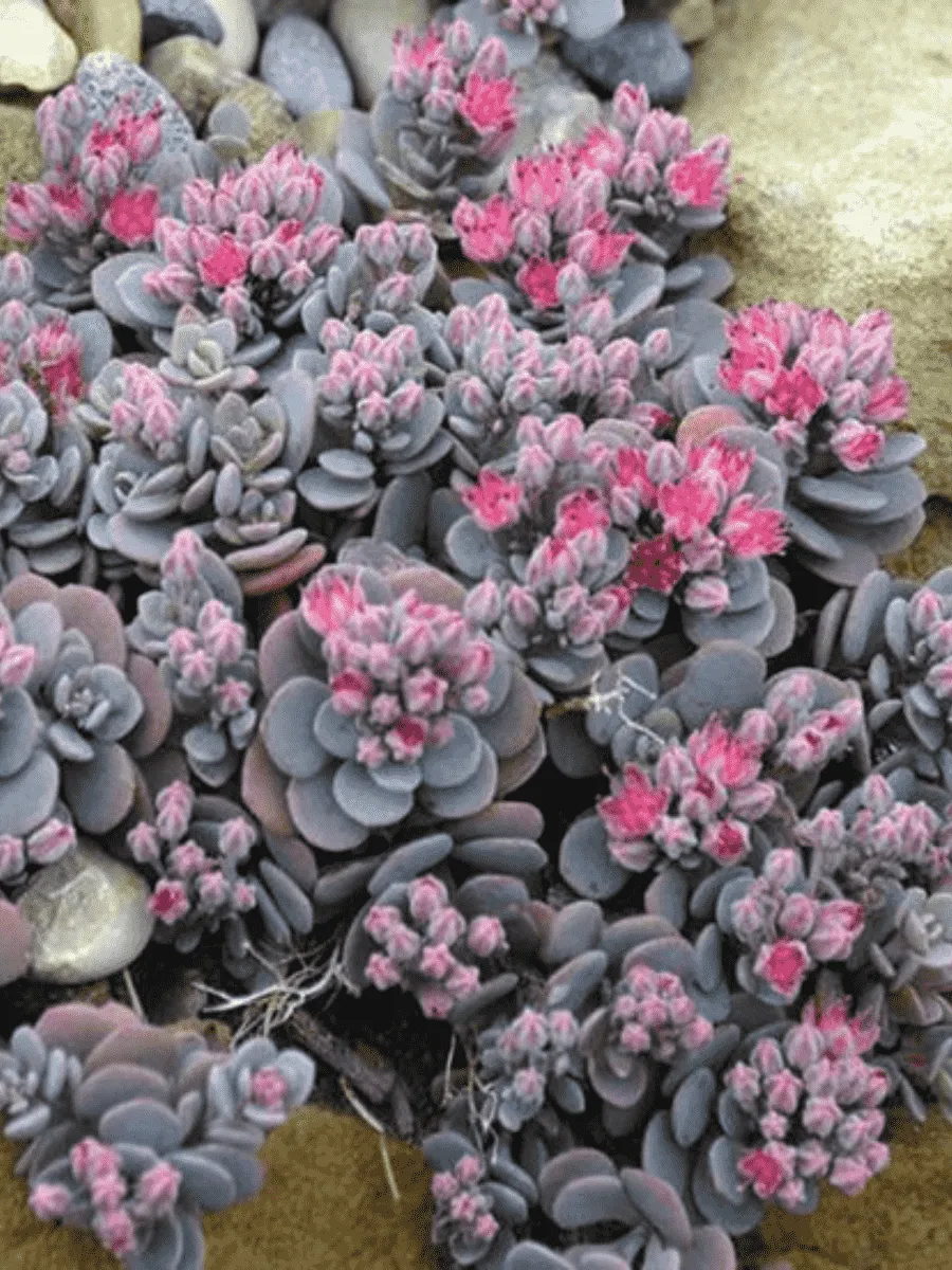 Очиток гибридный Sunsparkler Blue Elf