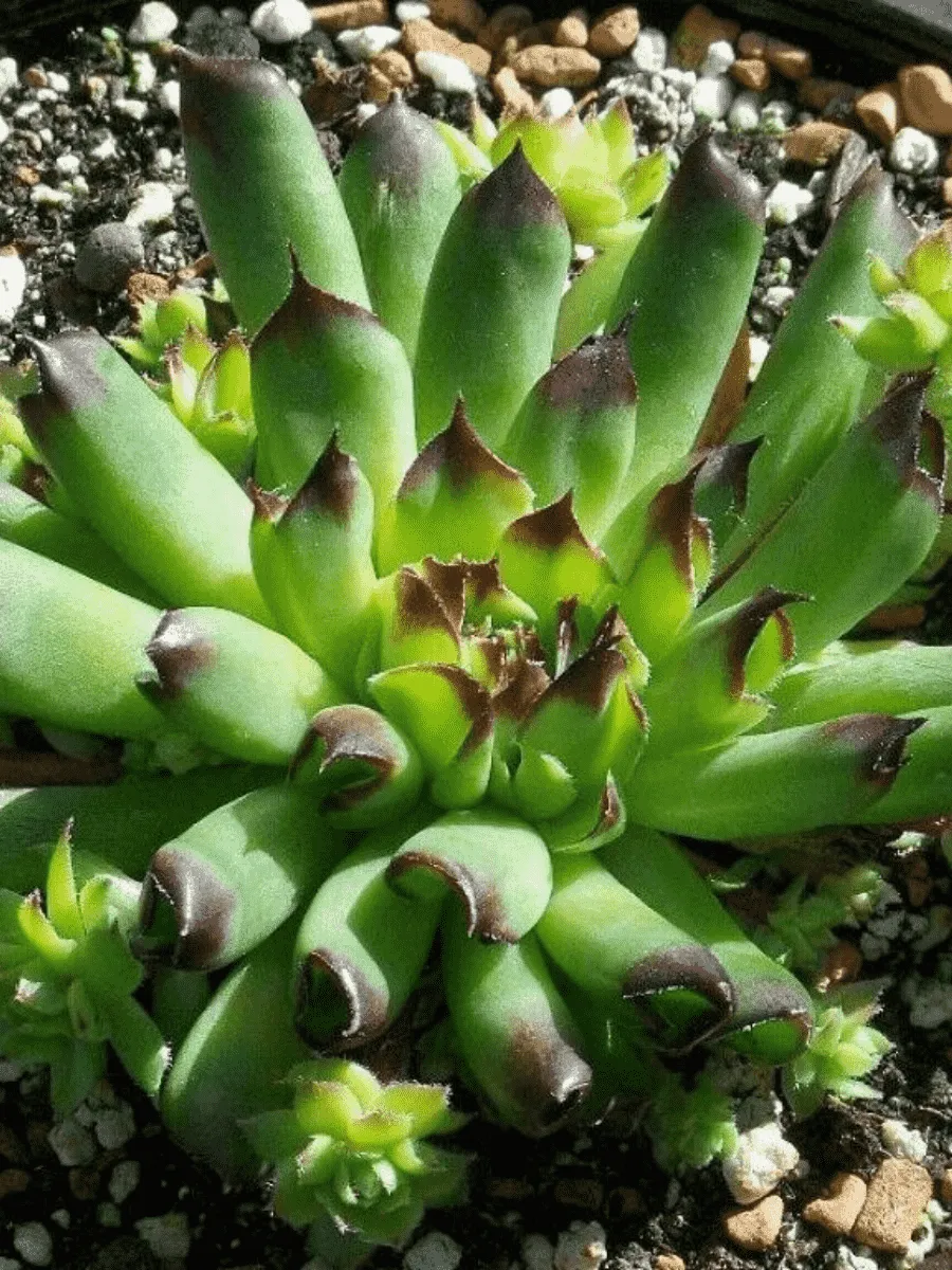 Молодило гибридное Oddity