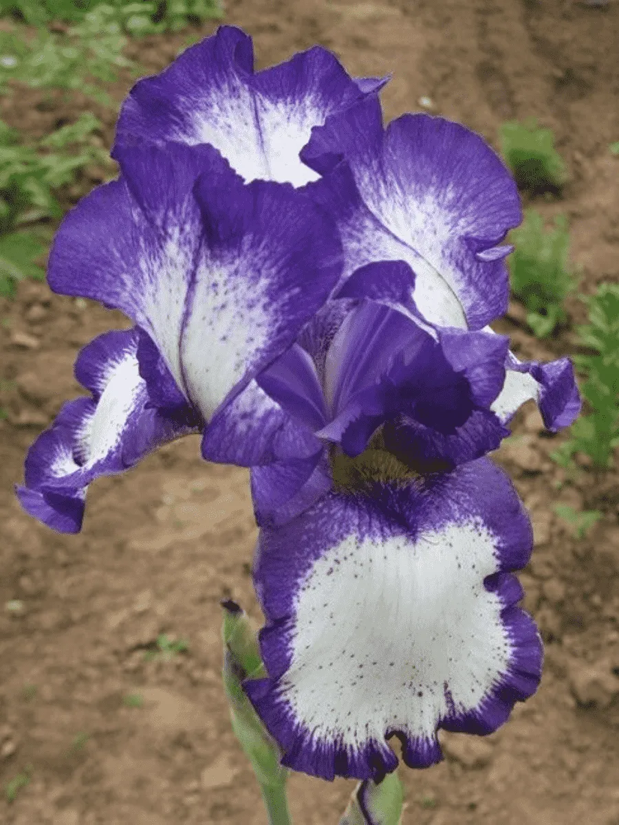 Ирис германский Going my Way