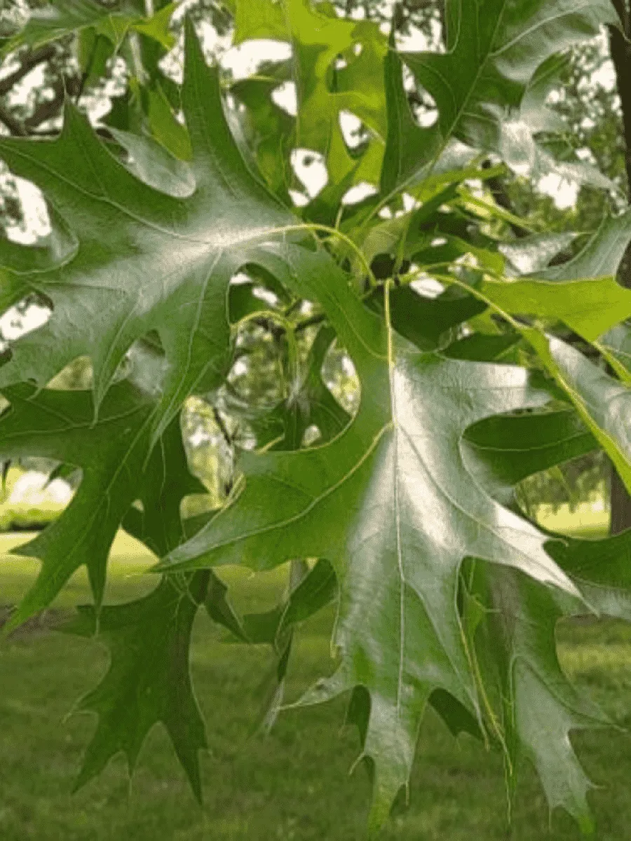 Дуб болотный Дуб болотный