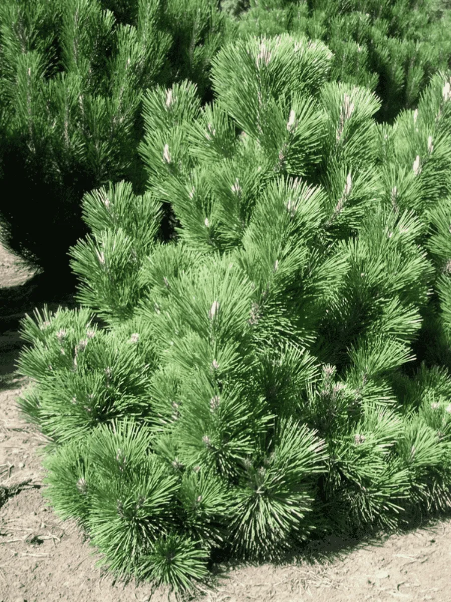 Сосна тунберга Maijima Сосна тунберга Maijima