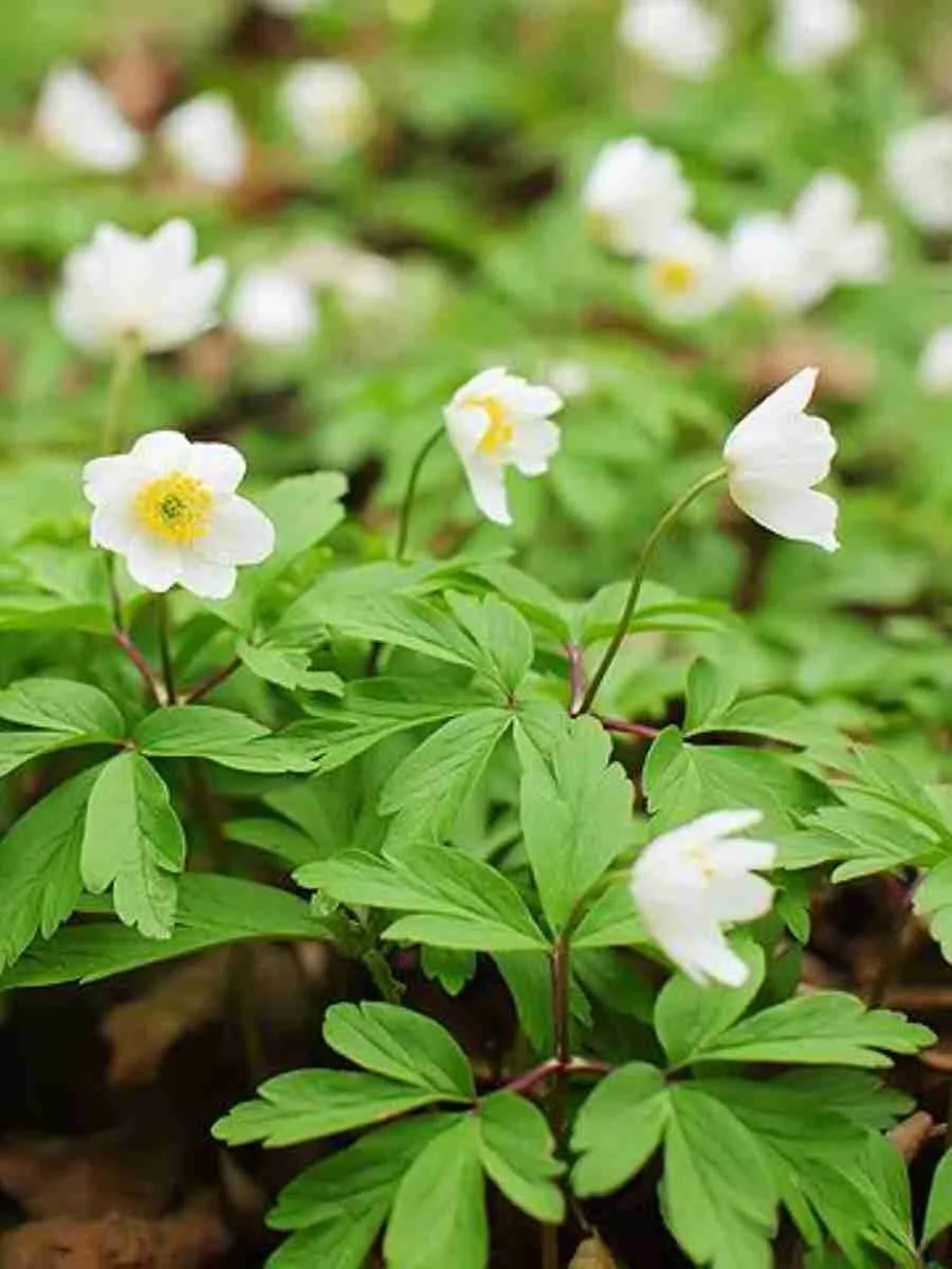 Анемона Анемона