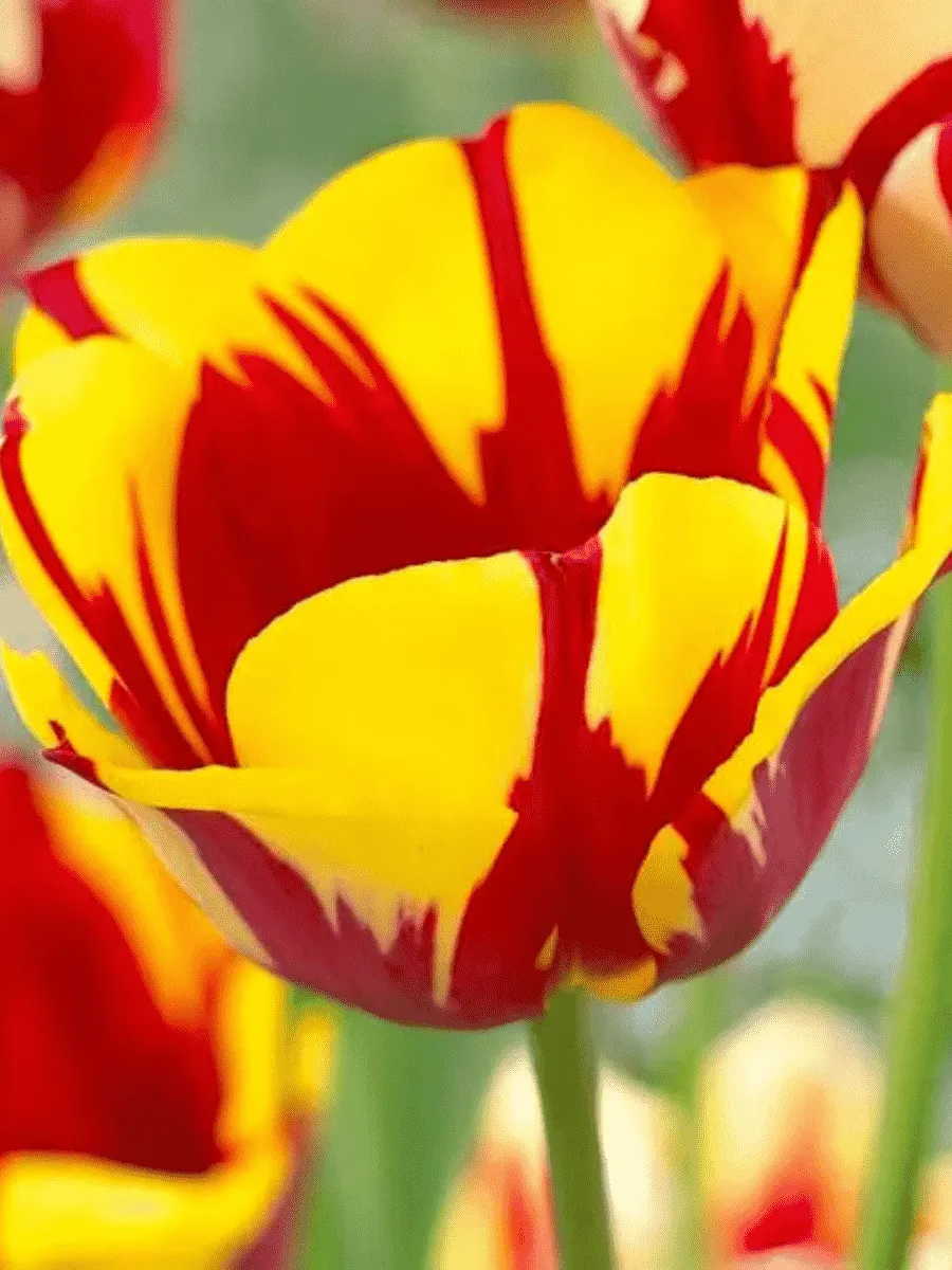 Тюльпан Twister