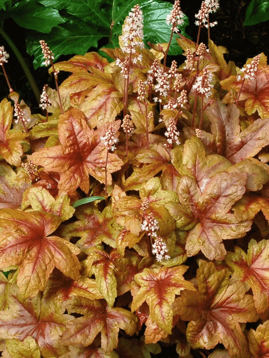 Гейхерелла Brass Lantern