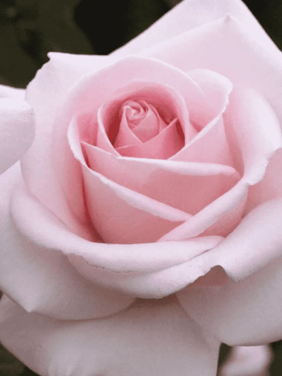 Роза чайно-гибридная Alexandre Pouchkine