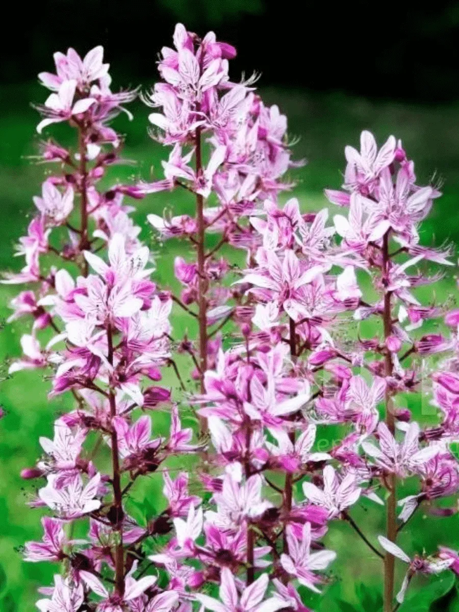 Ясенец Ясенец