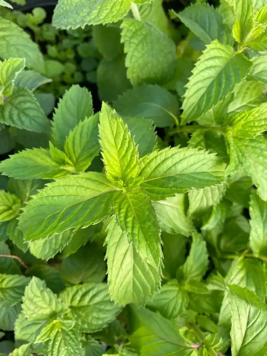  Мята Драгонфрут Лары