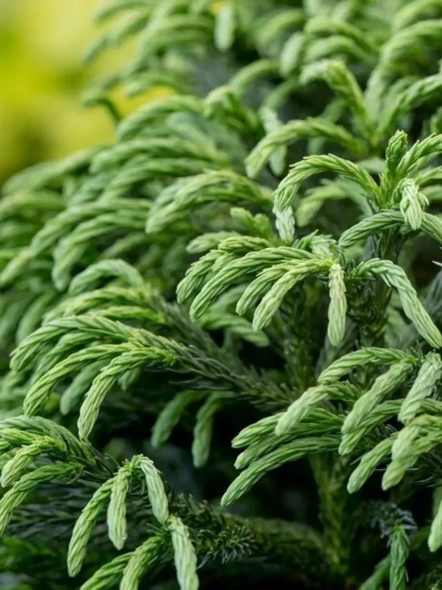 Криптомерия Криптомерия