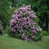 Рододендрон катевбинский Grandiflorum