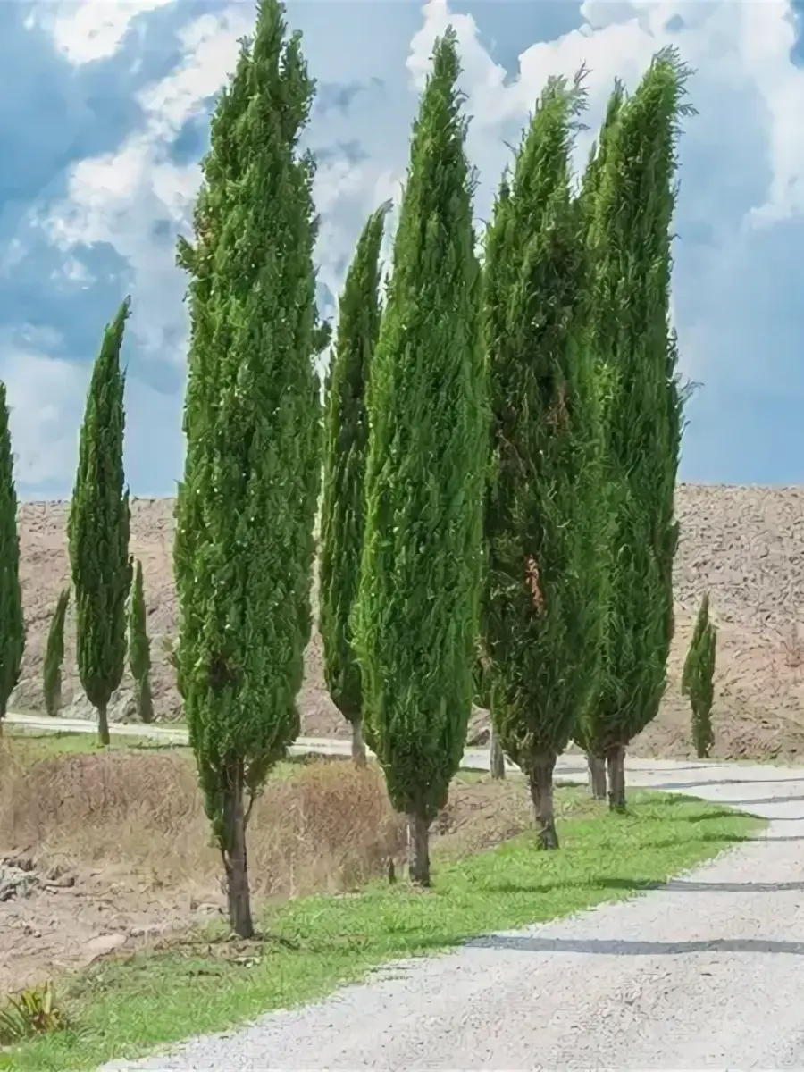 Кипарис Кипарис