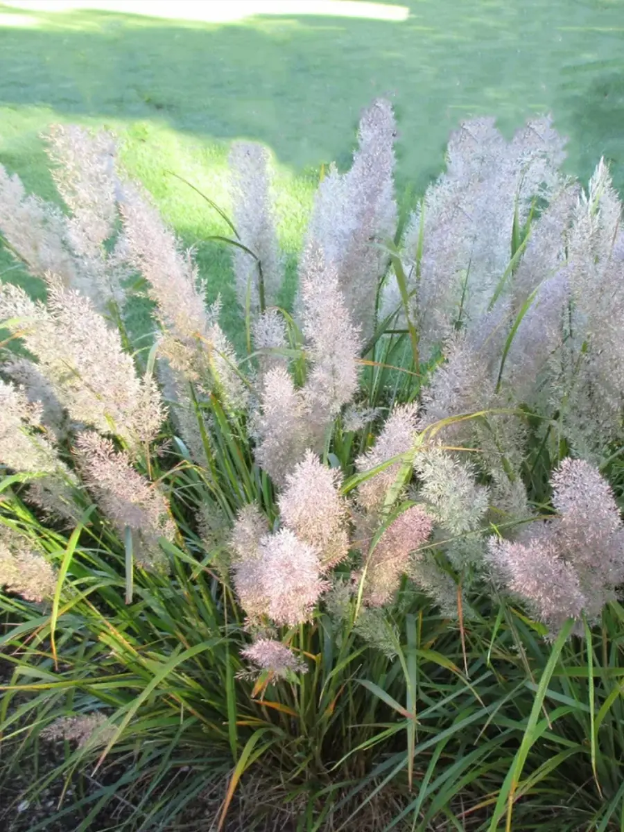 Вейник коротковолосистый