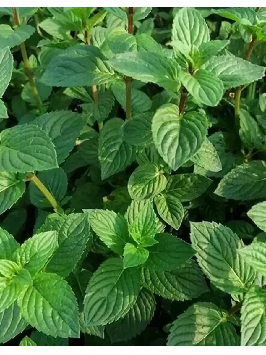 Мята Фруктовый лёд