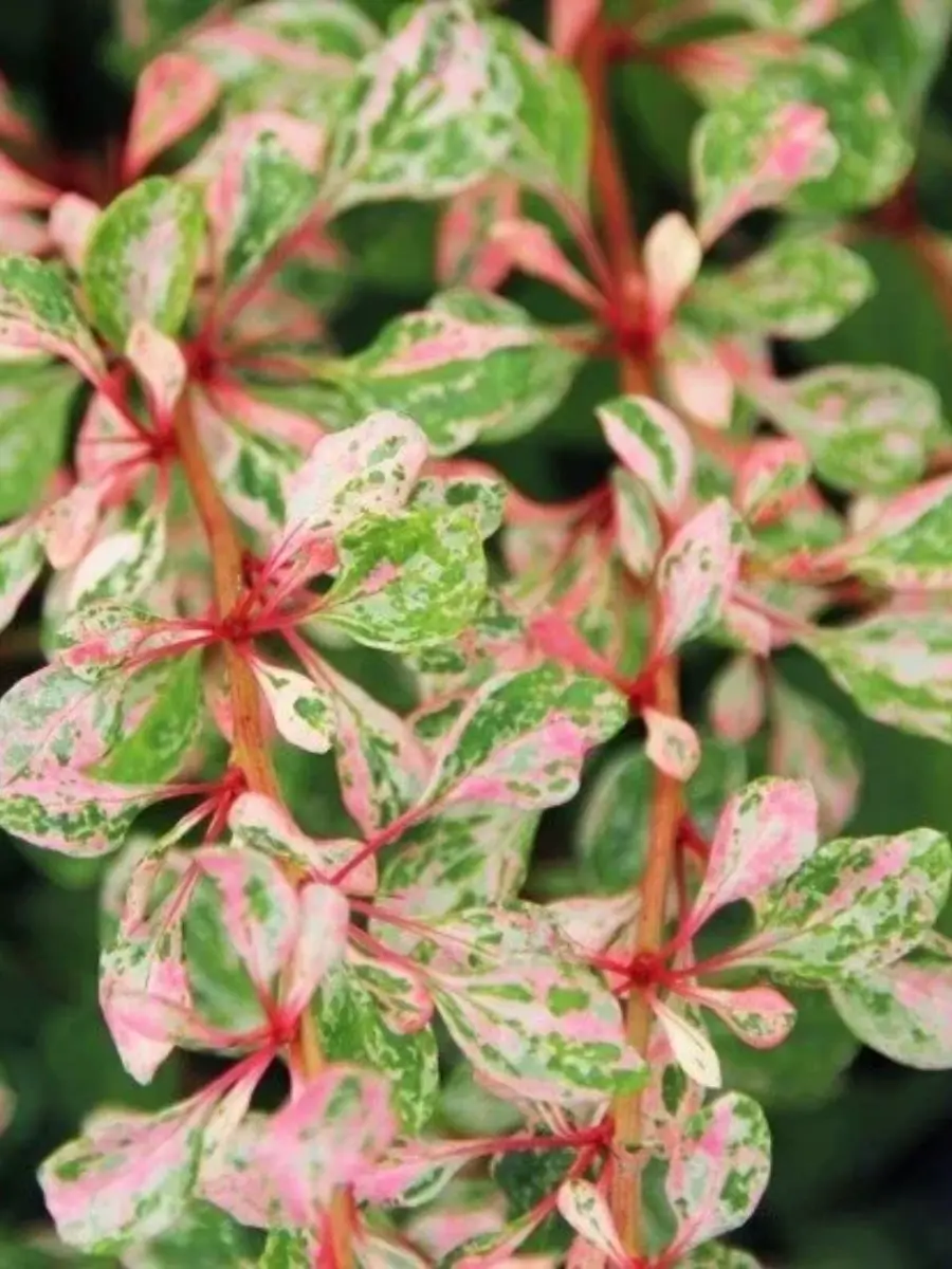 Барбарис Тунберга Natasza