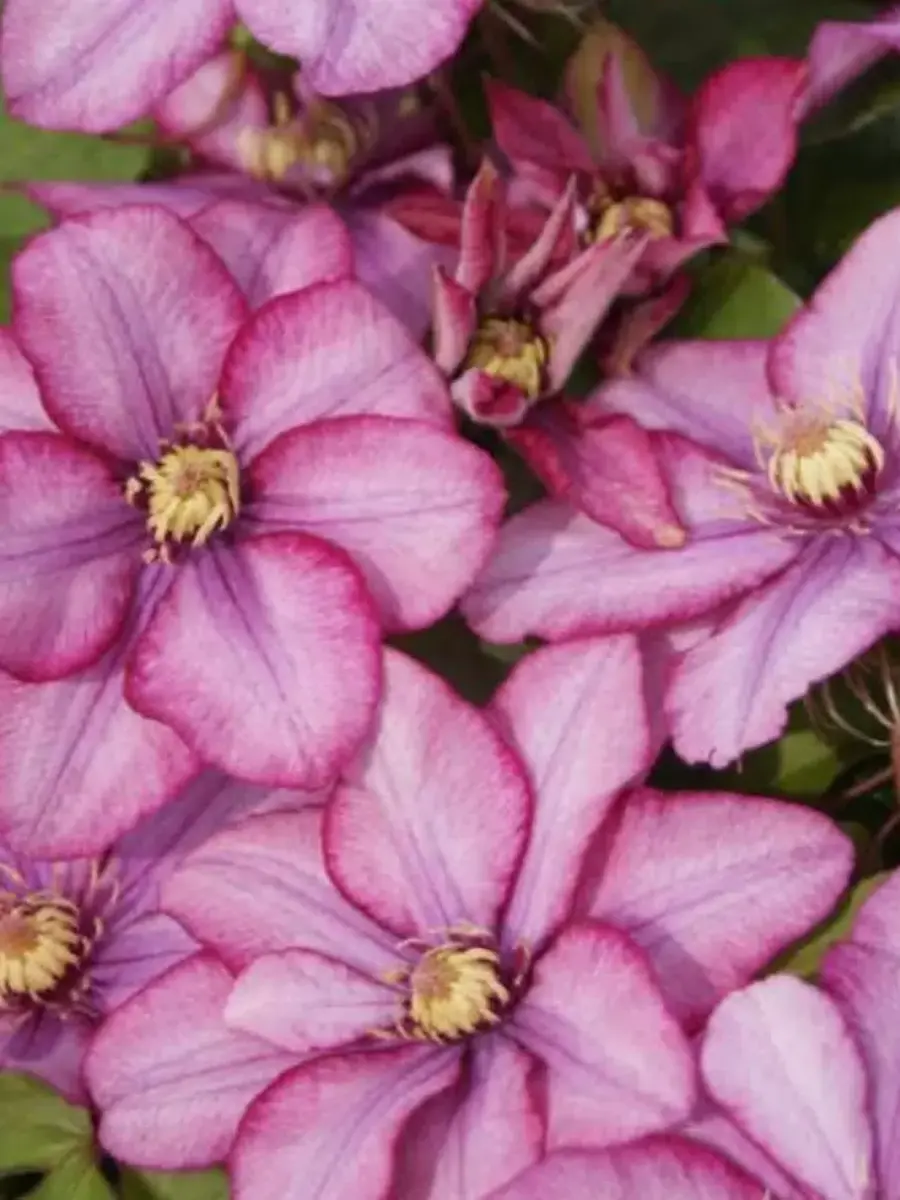 Клематис Paradiso