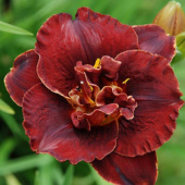 Лилейник Burgundy Love