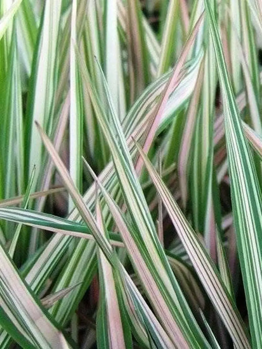 Фалярис тростниковый Feesey's Form