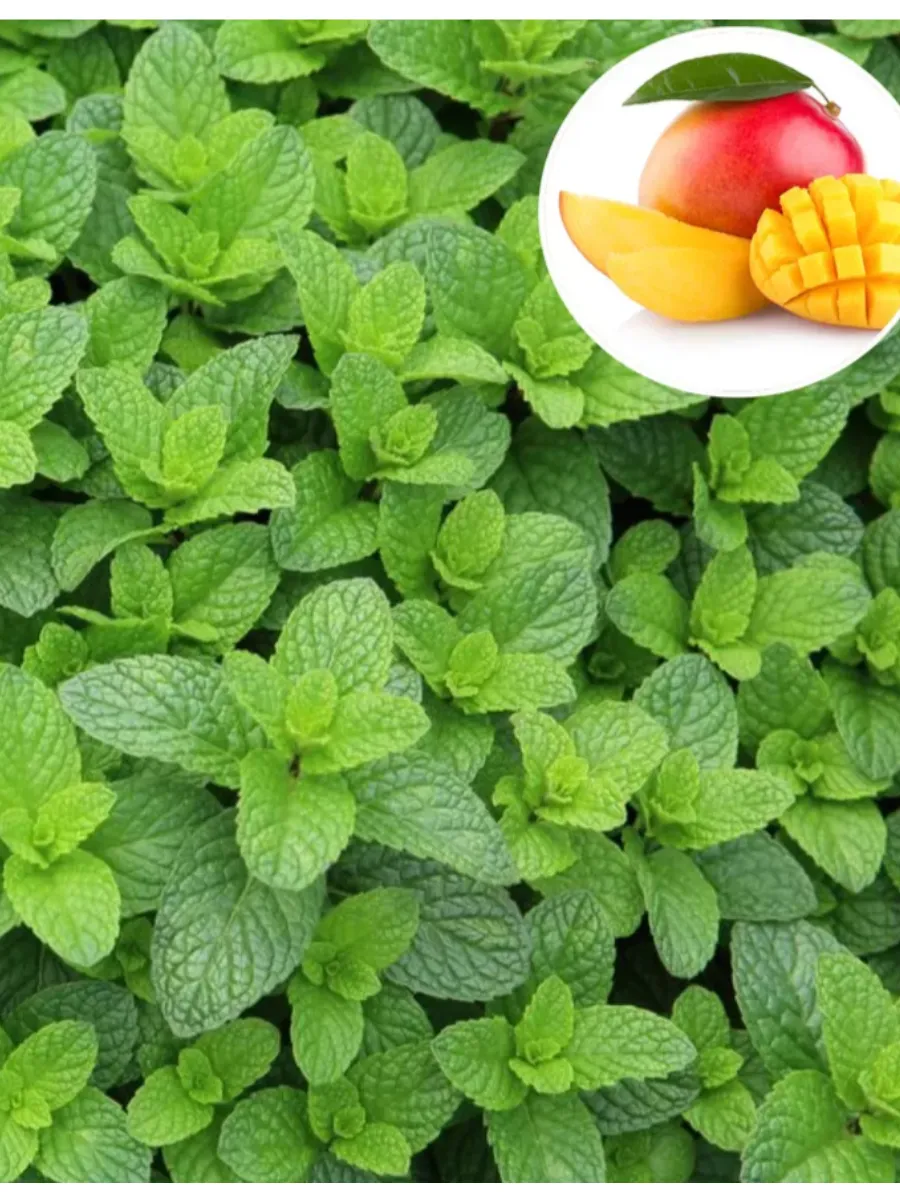 Мята Манго