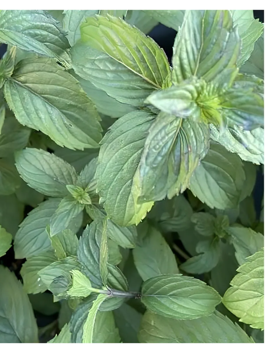 Мята Смитиана