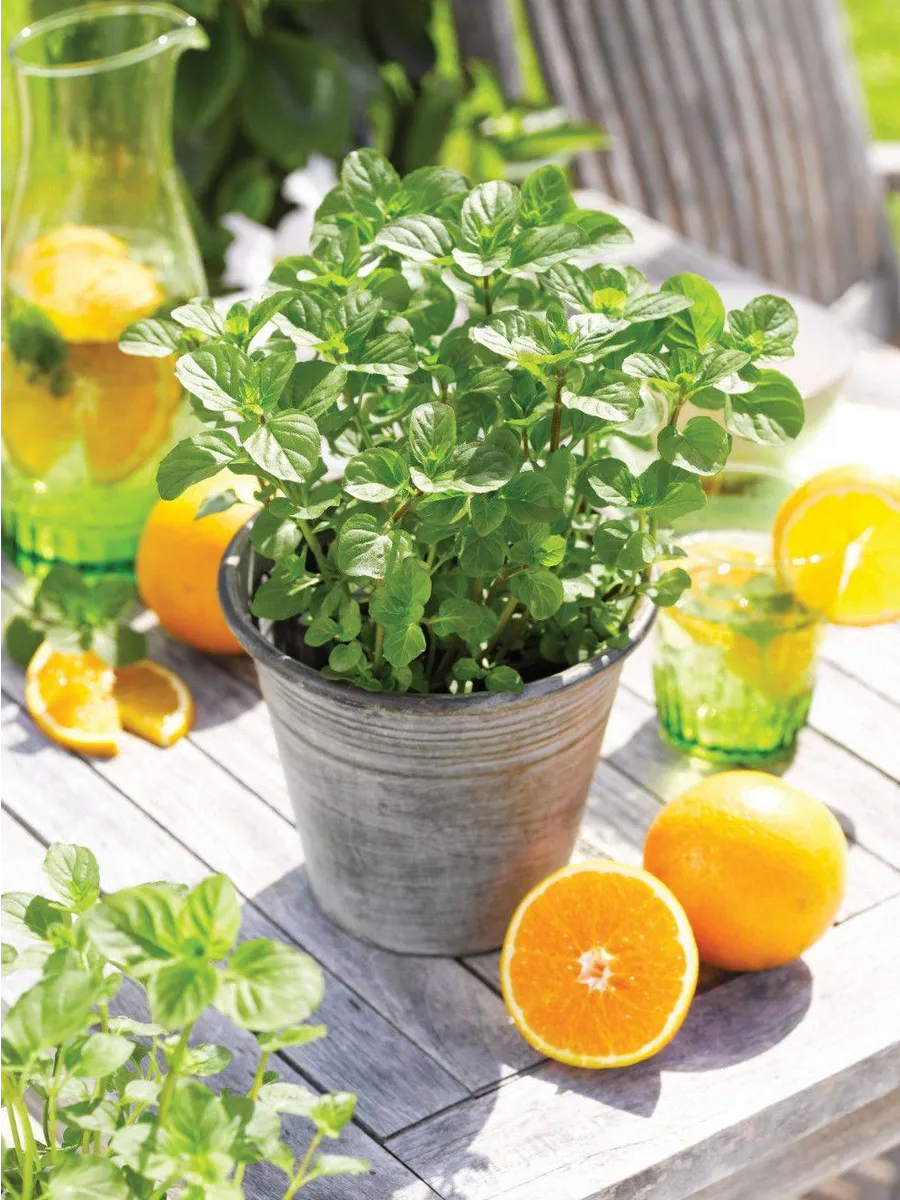 Мята Апельсиновая